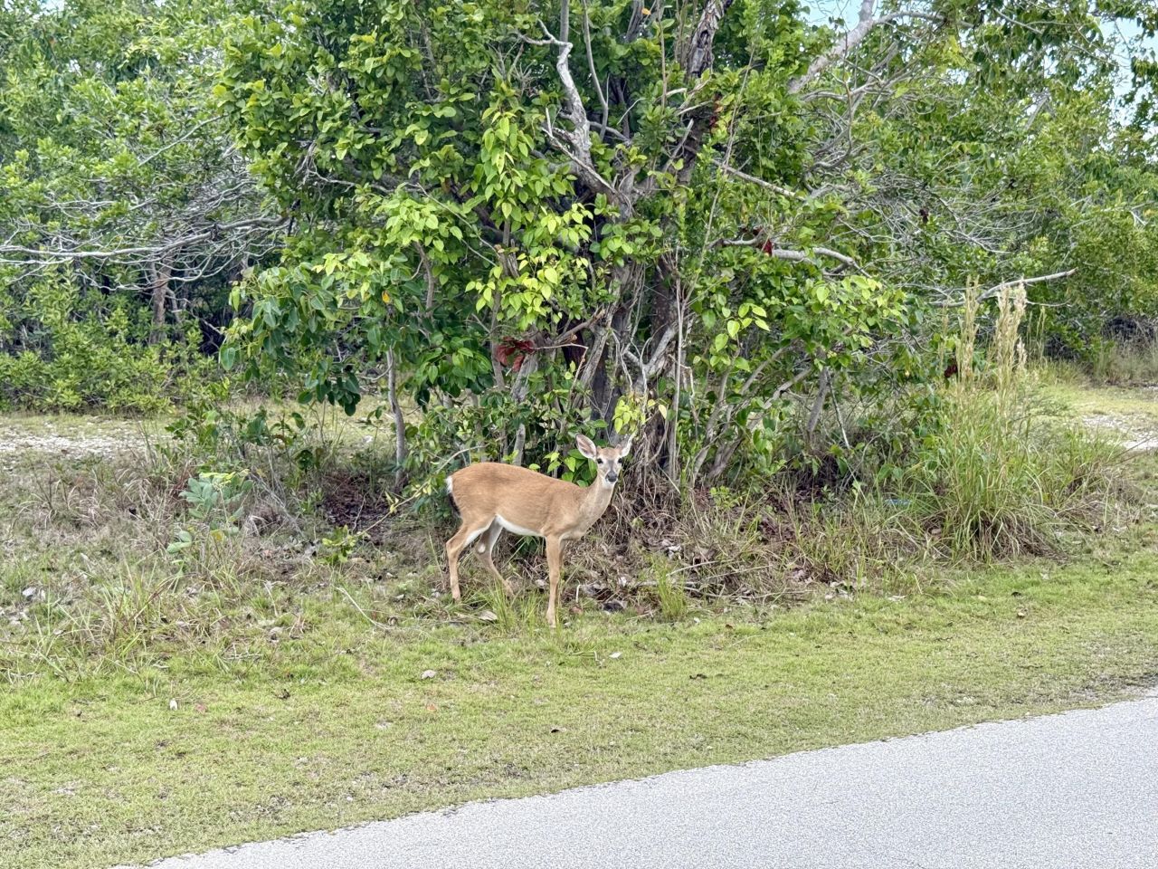 3962-3964 No Name Road, Big Pine Key, FL 33043 Photo