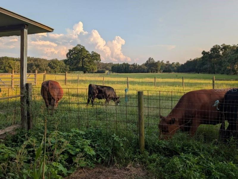 35126 William Lane, Eustis, FL 32736 Photo