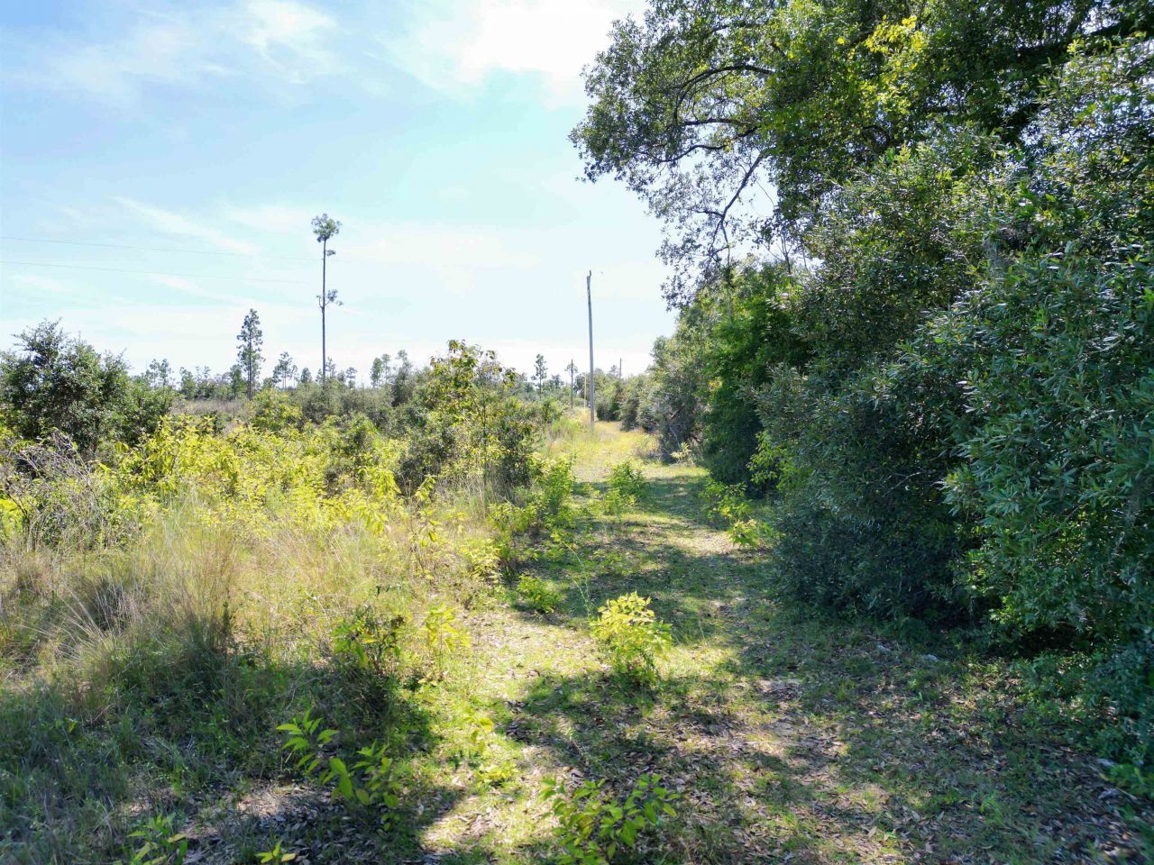 Xxx NW Longleaf, Bristol, FL 32321 Photo