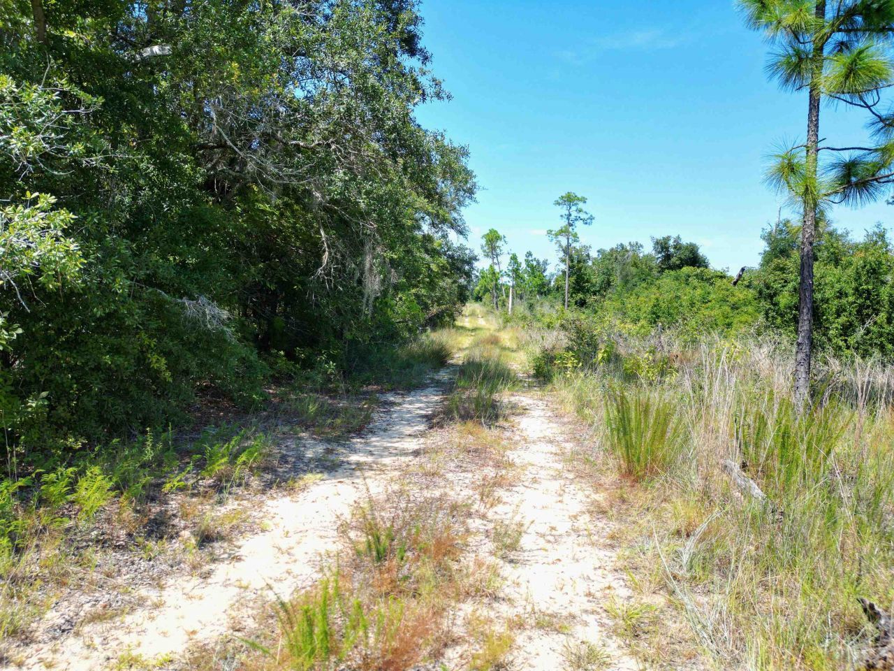 Xxx NW Longleaf, Bristol, FL 32321 Photo