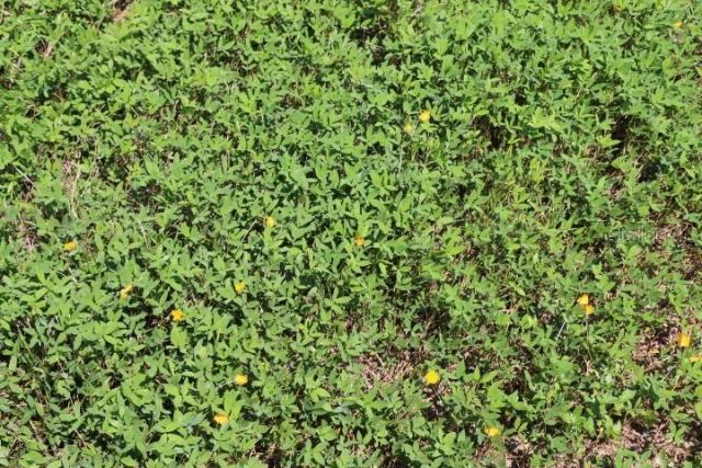 Green Swamp Road, Clermont, FL 34714 Photo