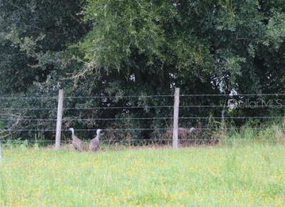 Green Swamp Road, Clermont, FL 34714 Photo