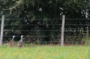 Green Swamp Road, Clermont, FL 34714 Photo