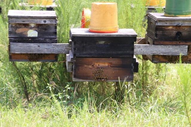 Green Swamp Road, Clermont, FL 34714 Photo