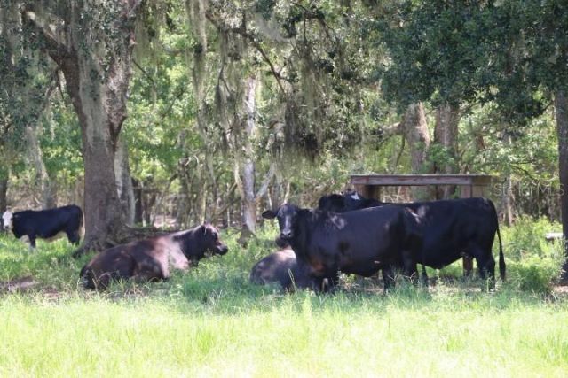 Green Swamp Road, Clermont, FL 34714 Photo