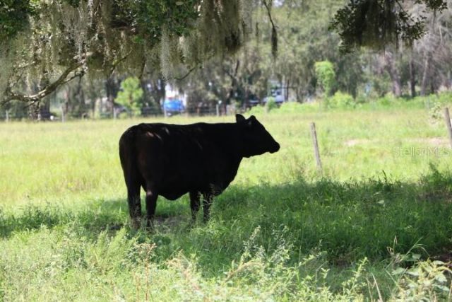 Green Swamp Road, Clermont, FL 34714 Photo