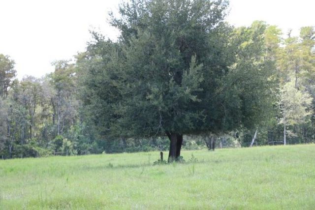 Green Swamp Road, Clermont, FL 34714 Photo