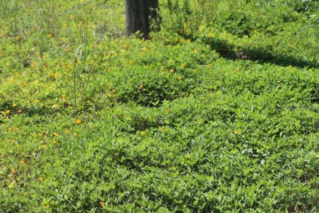 Green Swamp Road, Clermont, FL 34714 Photo