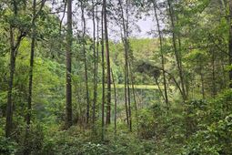 306 Andrew Corley Road photo 4