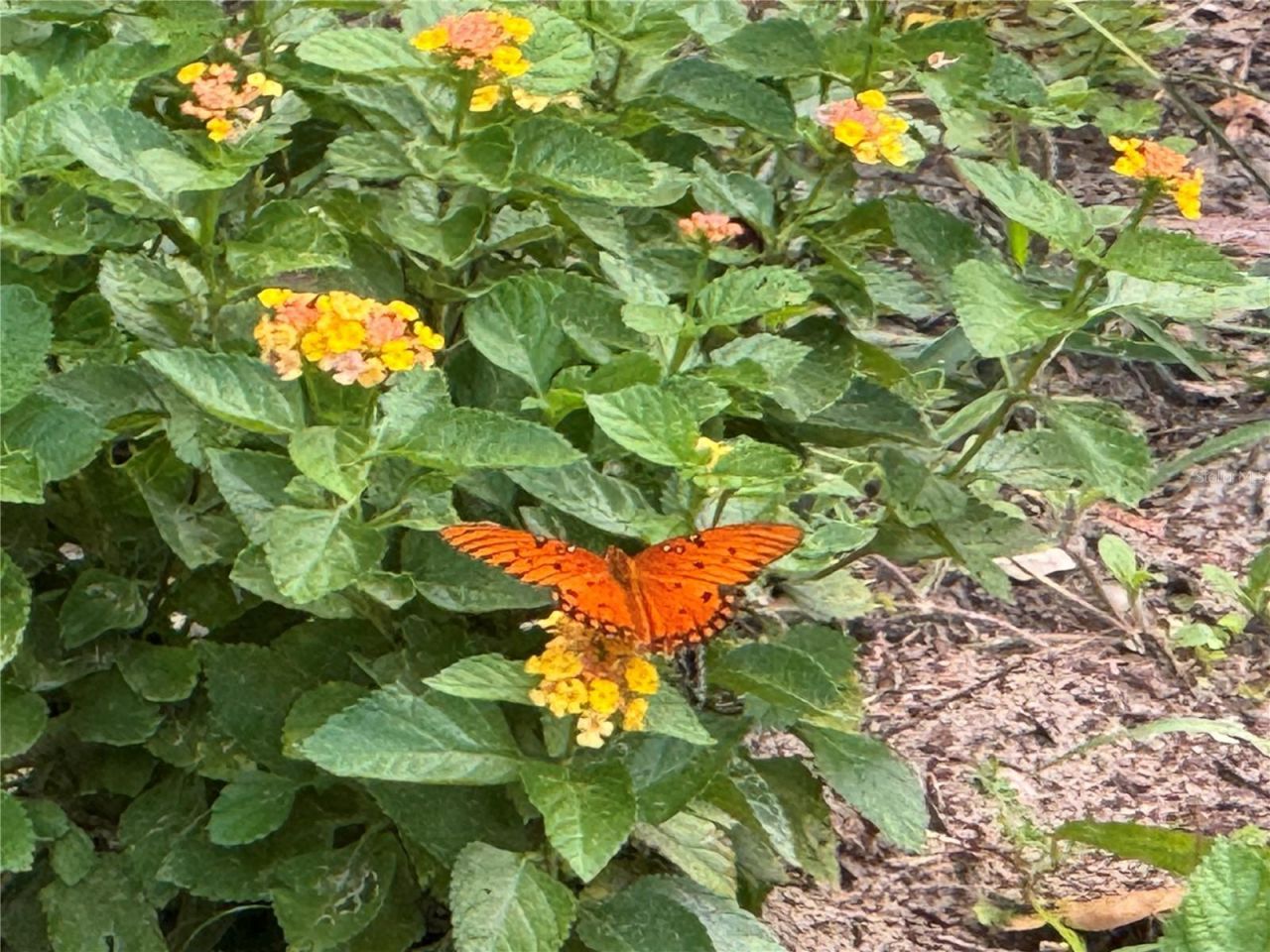 3367 S Oakdale Terrace, Inverness, FL 34452 Photo