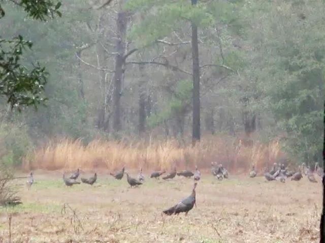 26070 Blue Star Highway, Quincy, FL 32351 Photo