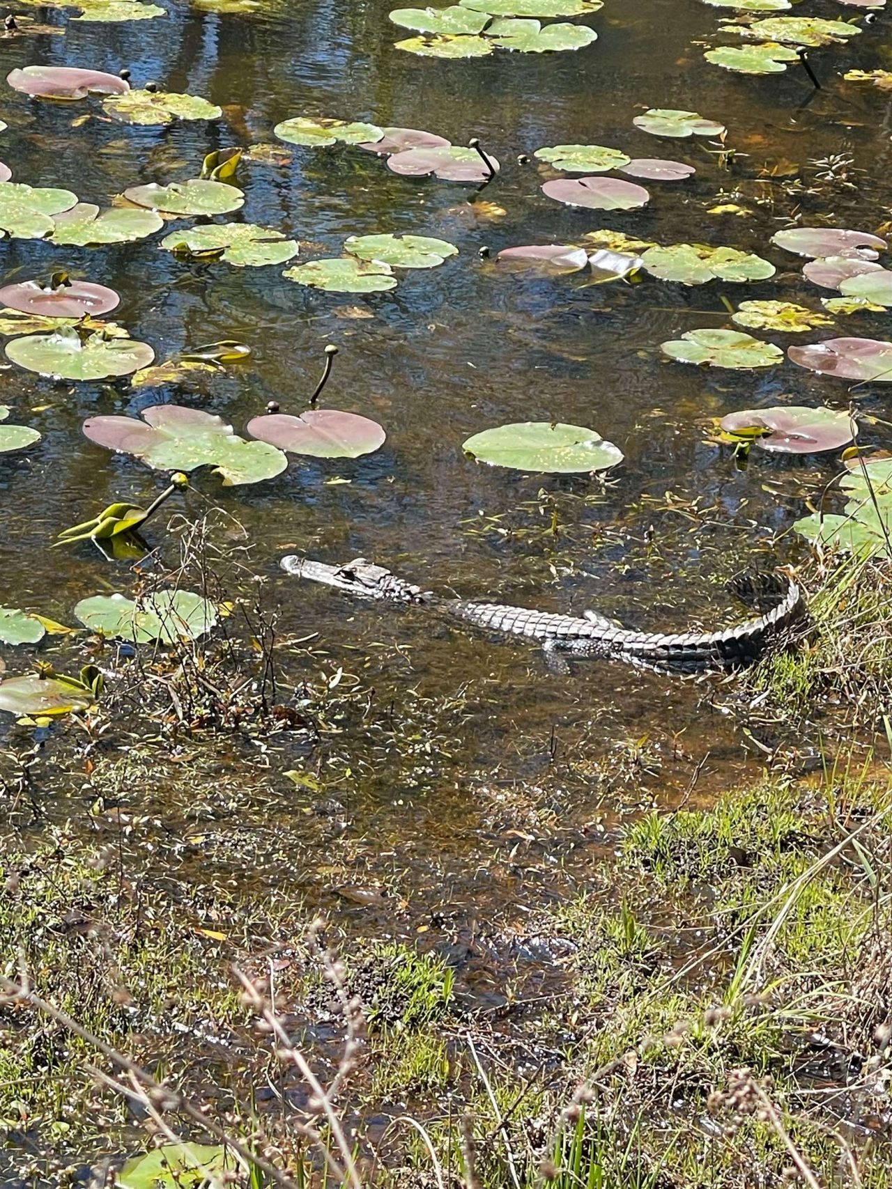 26070 Blue Star Highway, Quincy, FL 32351 Photo