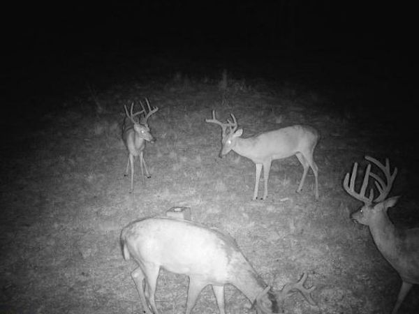 County Road Y 617 Road, Birch Tree, MO 65438