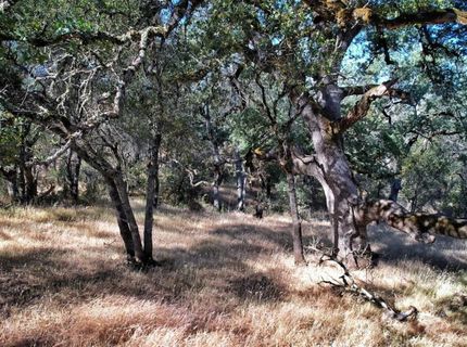 Bell Rd, Auburn, CA 95603 Photo