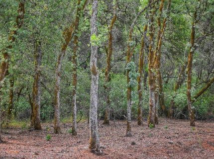 Richards Ln, Auburn, CA 95603 Photo