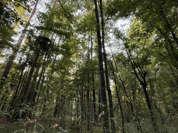 Sumrall Road, Crystal Springs, MS 39059