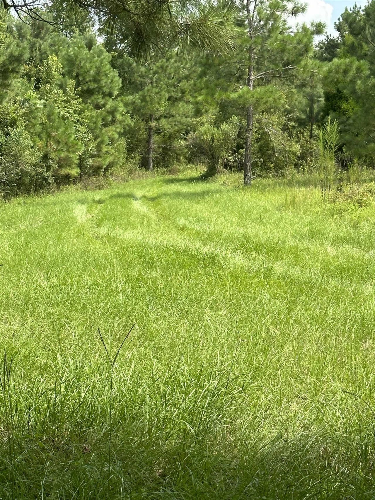 Tbd SE 78th Place, White Springs, FL 32096 Photo