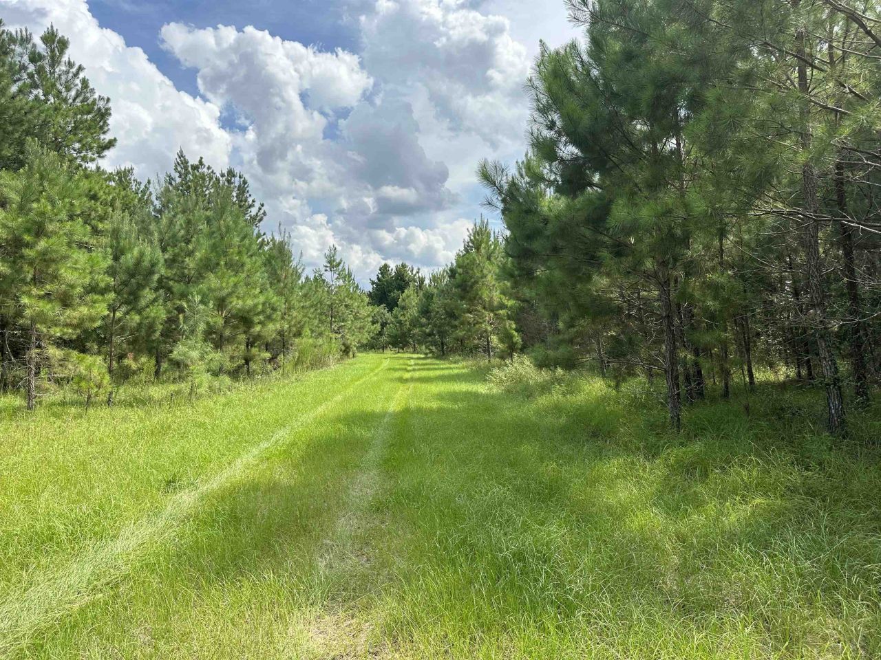 Tbd SE 78th Place, White Springs, FL 32096 Photo