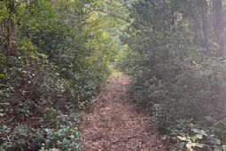 Tbd Godwin Prince Ct photo 4