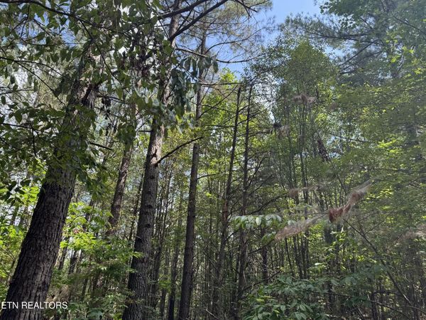 Hannah Davidson Rd , Robbins, TN 37852