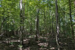 0 Taylor Road photo 4