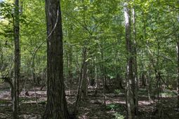 0 Taylor Road photo 4