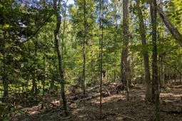 0 Taylor Road photo 4