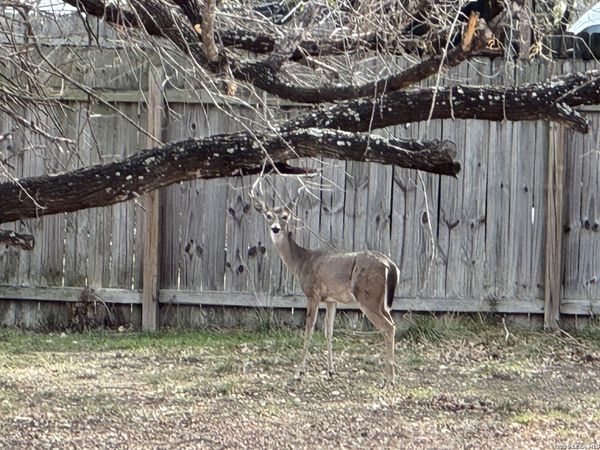 7316 Linkmeadow, San Antonio, TX 78240