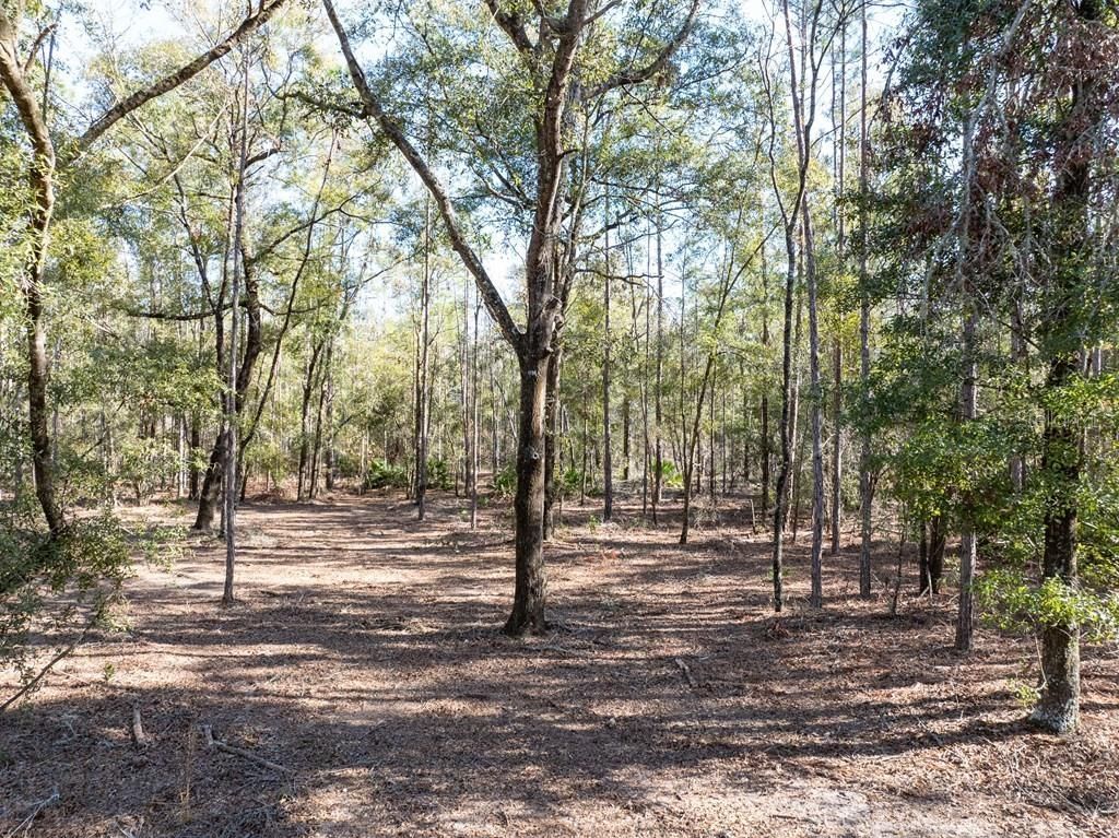 4700 NW County Road 340, Bell, FL 32619 Photo