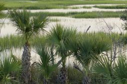 1109 Ship Builder Street photo 4