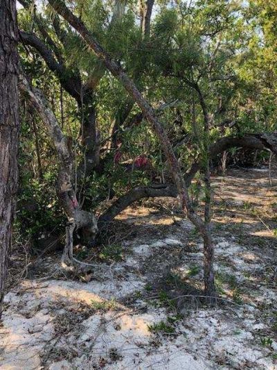 Main Key, Barnes Sound, Key Largo, FL 33037 Photo