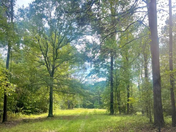 NETHERY ROAD, Dora, AL 35062