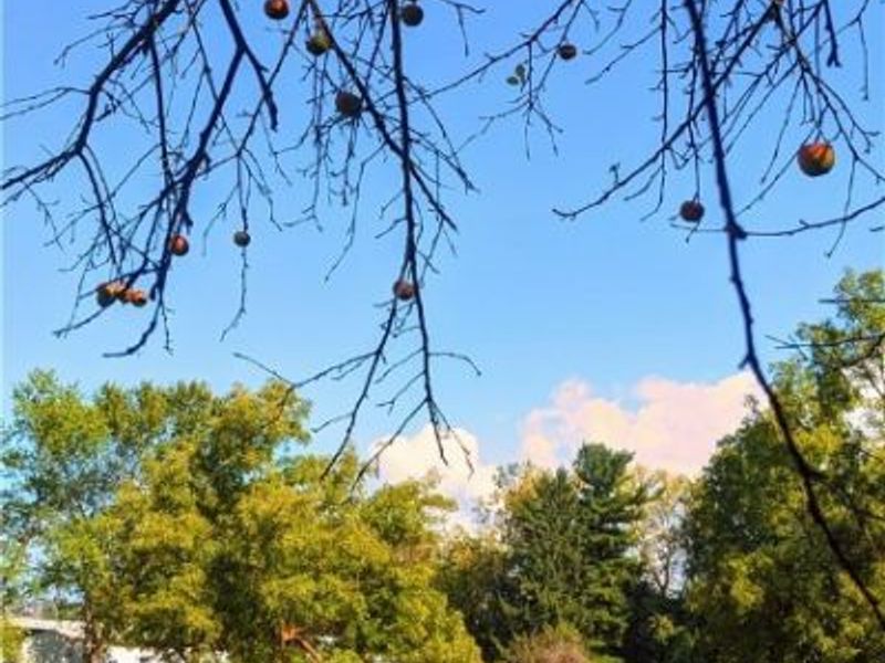 4559 Van Epps Road, Brooklyn Heights, OH 44131 Photo 48