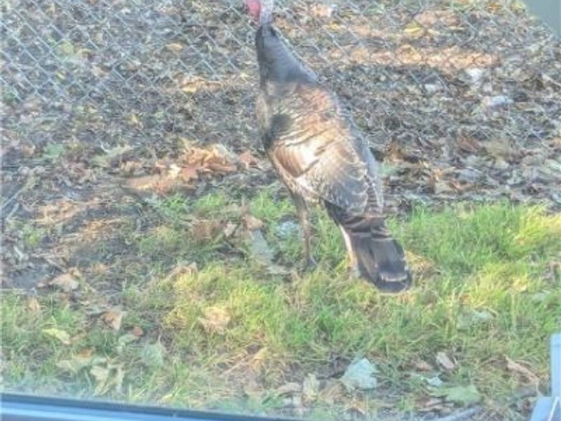 4559 Van Epps Road, Brooklyn Heights, OH 44131 Photo 49