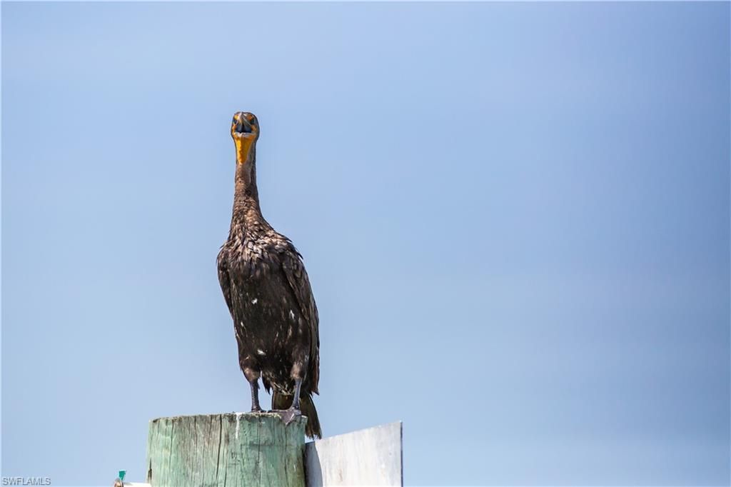 4491 Butterfly Shell Dr, Upper Captiva, FL 33924 Photo
