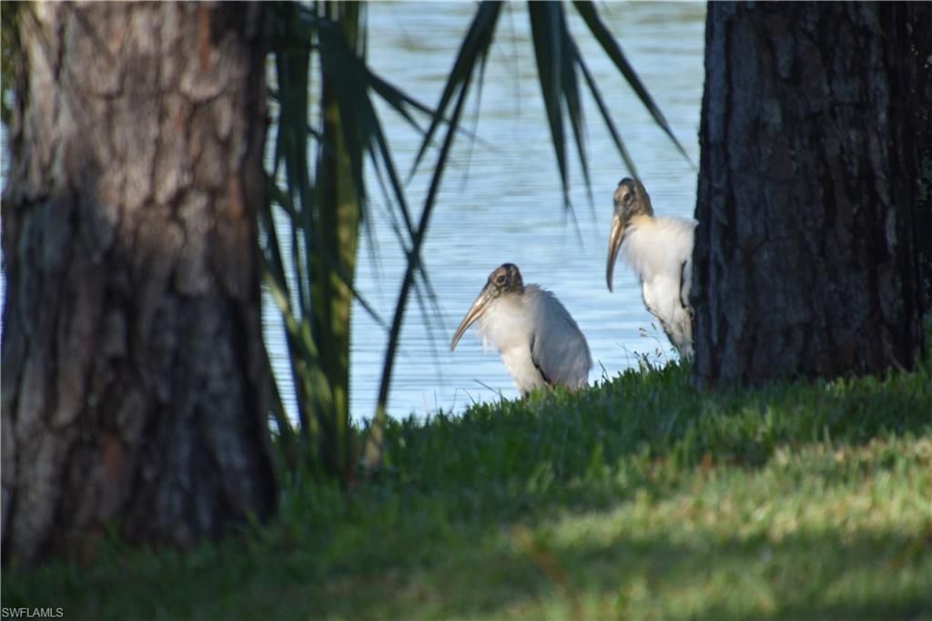 13779 Golden Palms Cir, Fort Myers, FL 33913 Photo