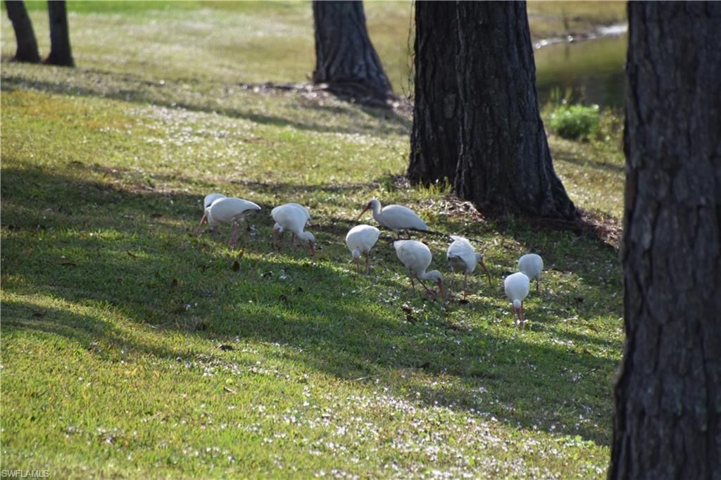 13779 Golden Palms Cir, Fort Myers, FL 33913 Photo