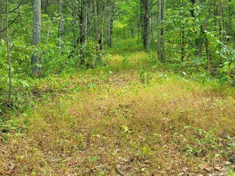 5.08 Ac Bear Creek Rd, Washington Township, OH 45120 Photo 5