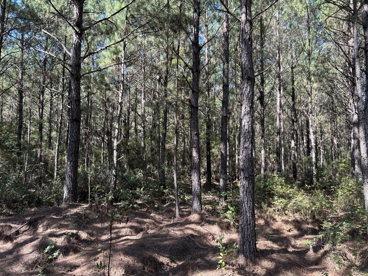 10 Red Oak Road Photo 10