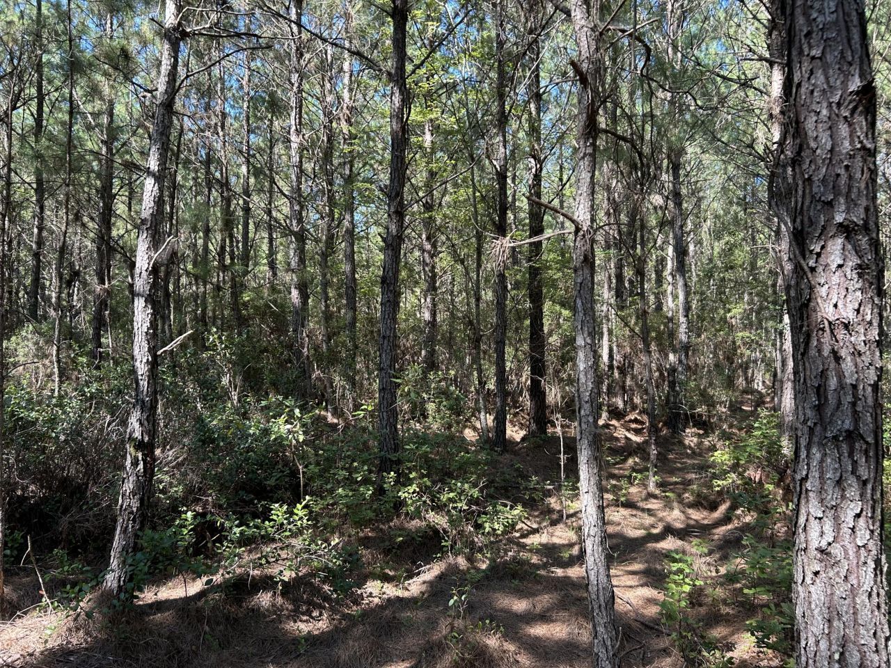 10 Red Oak Road Photo 11