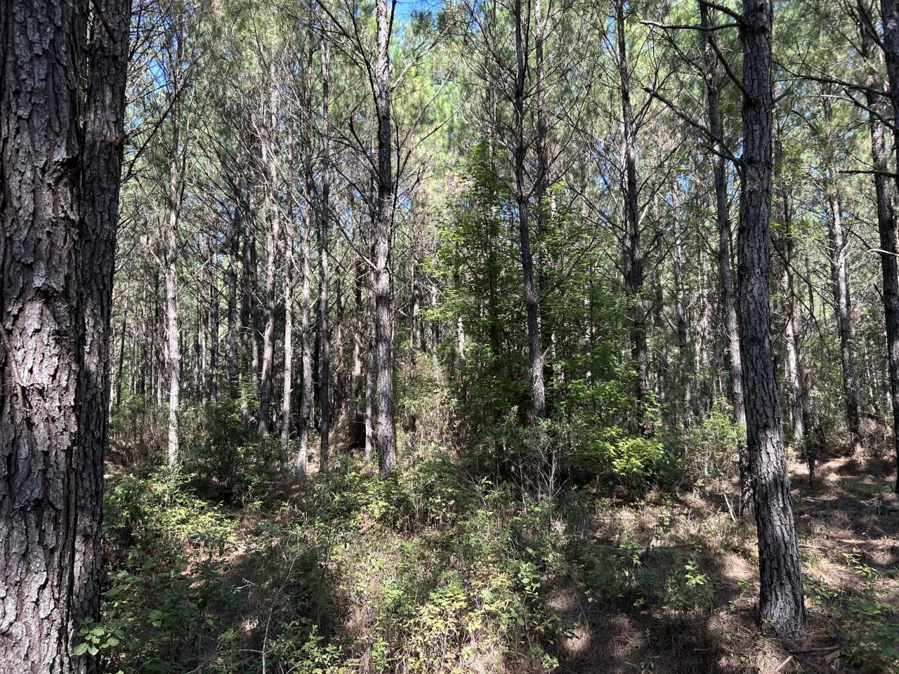 10 Red Oak Road Photo 12