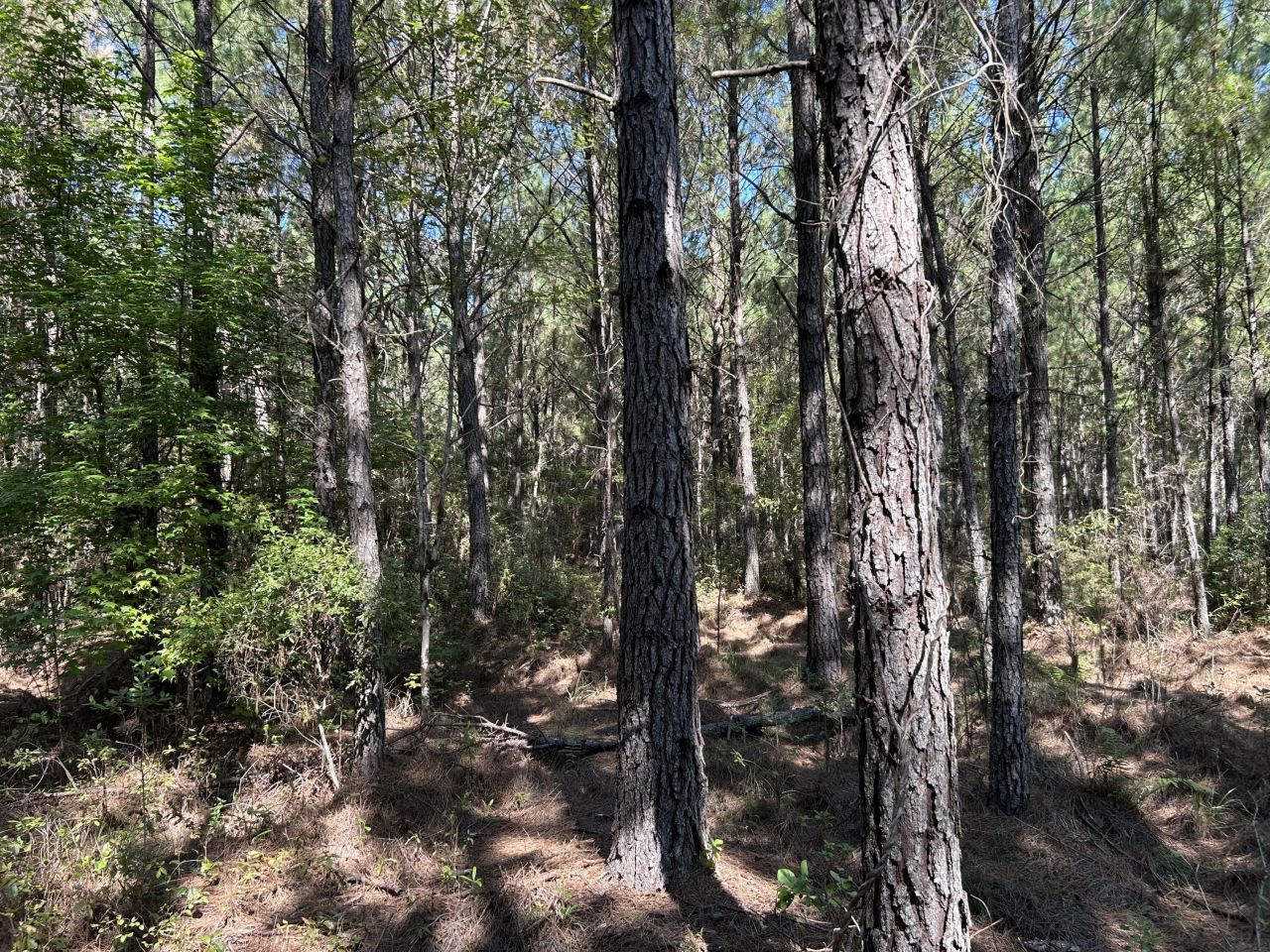 10 Red Oak Road Photo 13