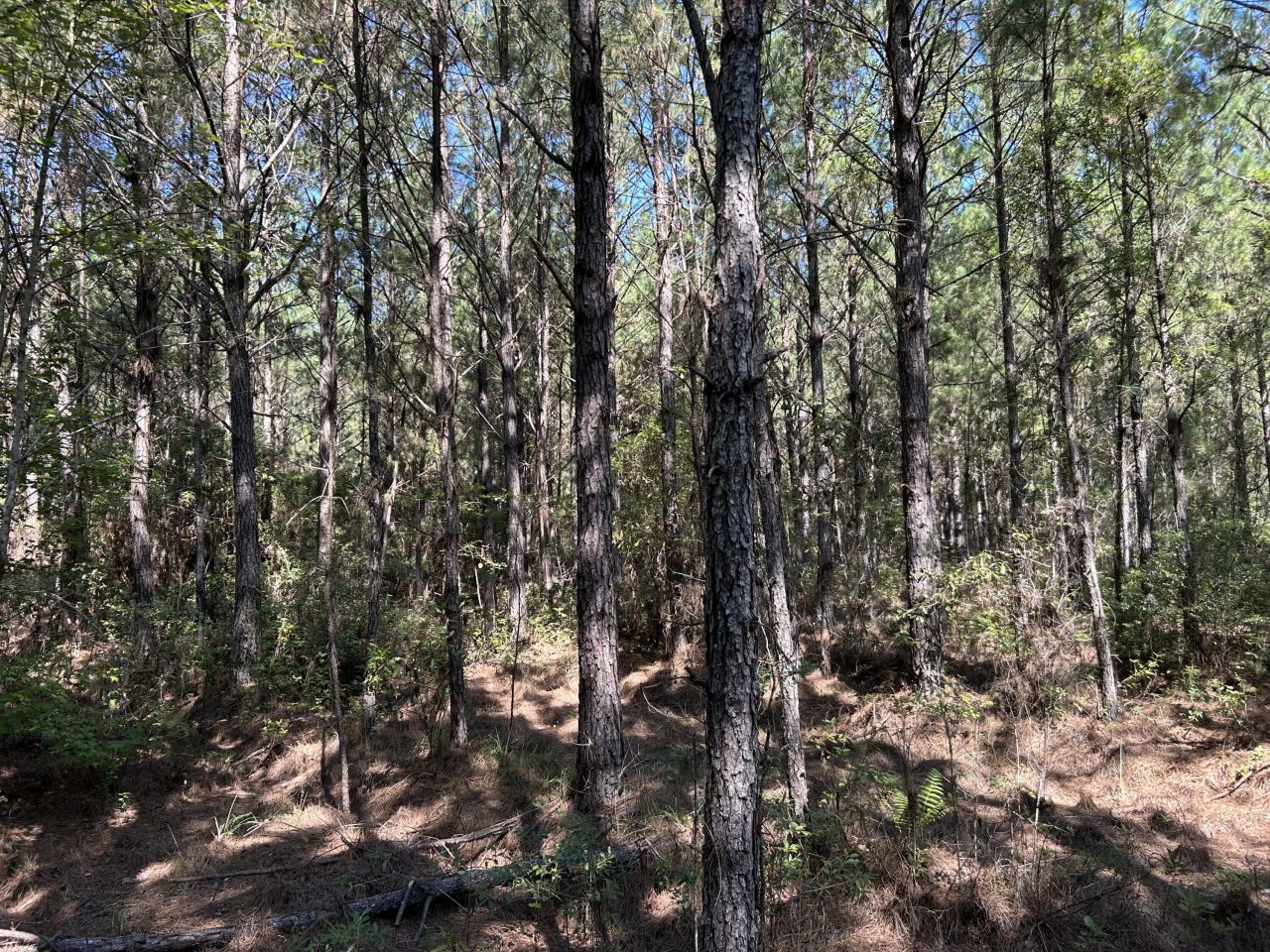 10 Red Oak Road Photo 14