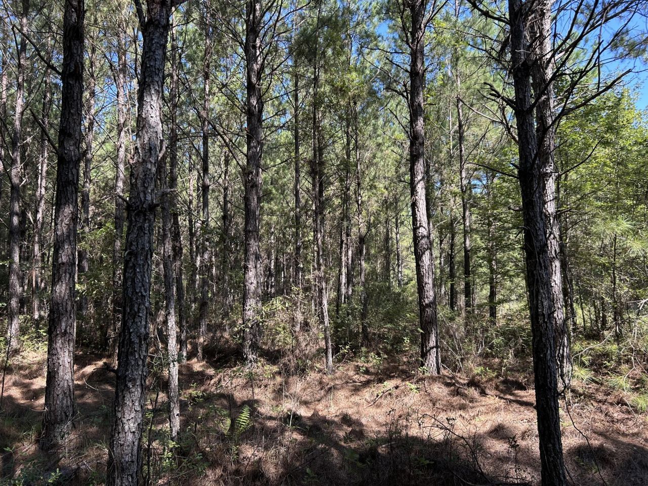 10 Red Oak Road Photo 15