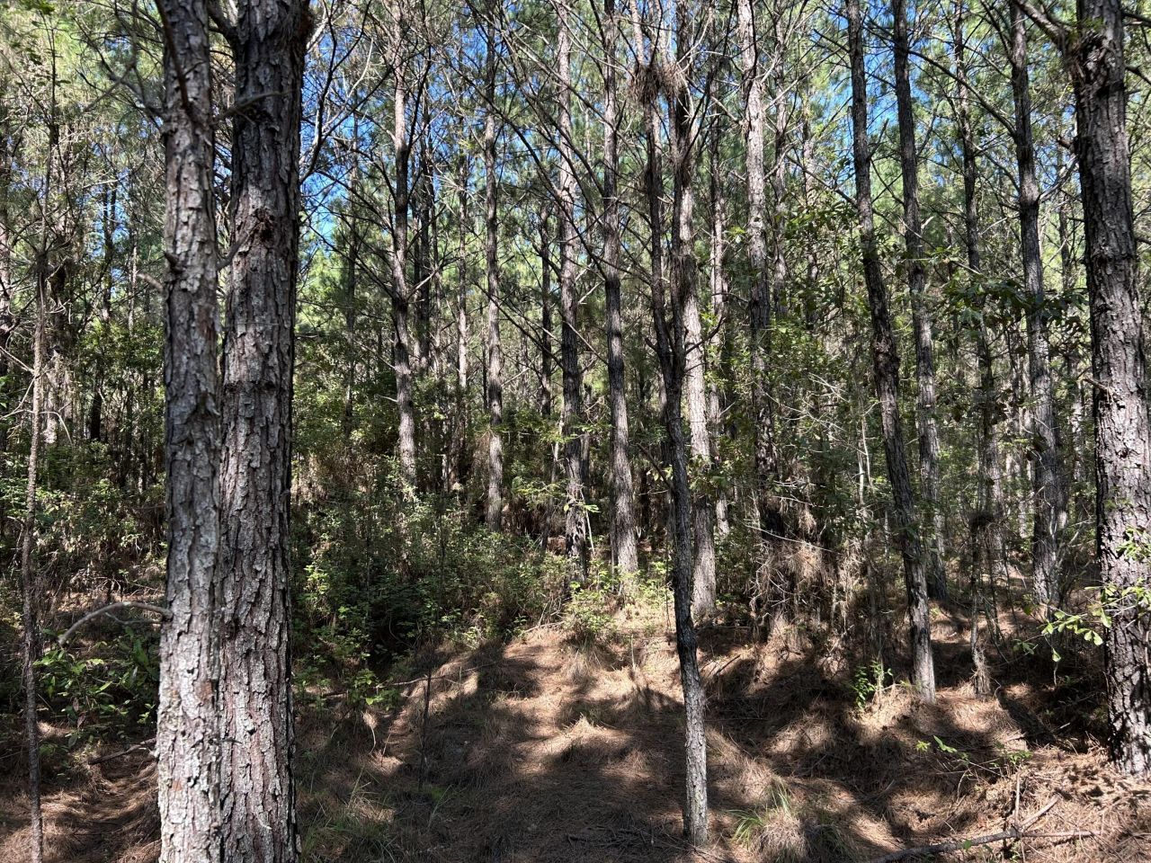 10 Red Oak Road Photo 16