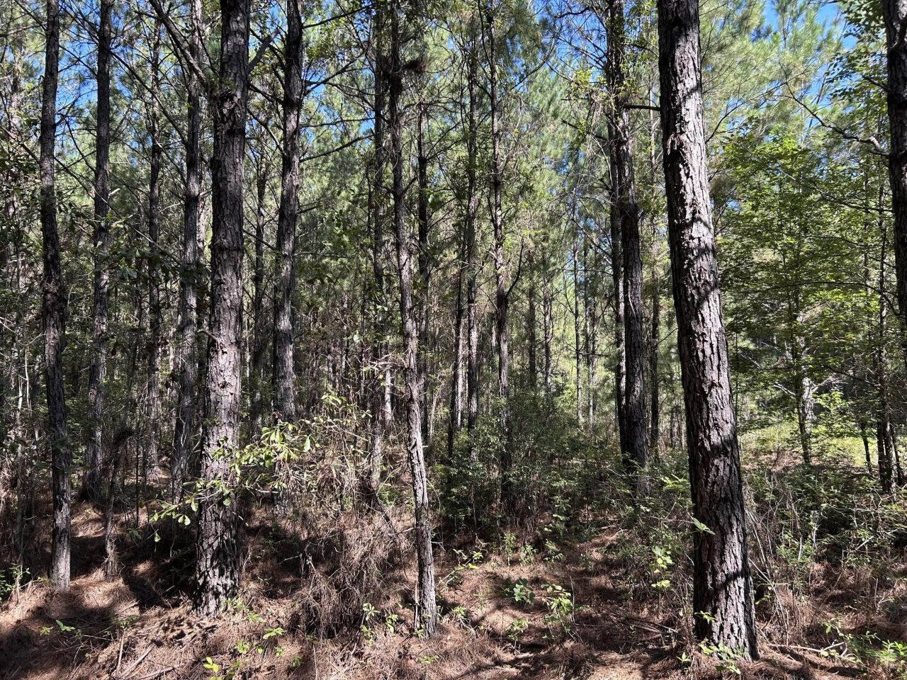 10 Red Oak Road Photo 17