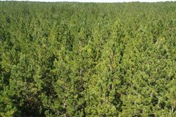 10 Red Oak Road photo 4