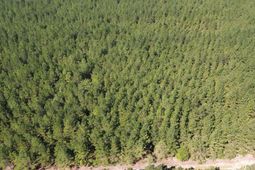 10 Red Oak Road photo 4