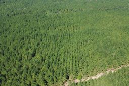 10 Red Oak Road photo 4