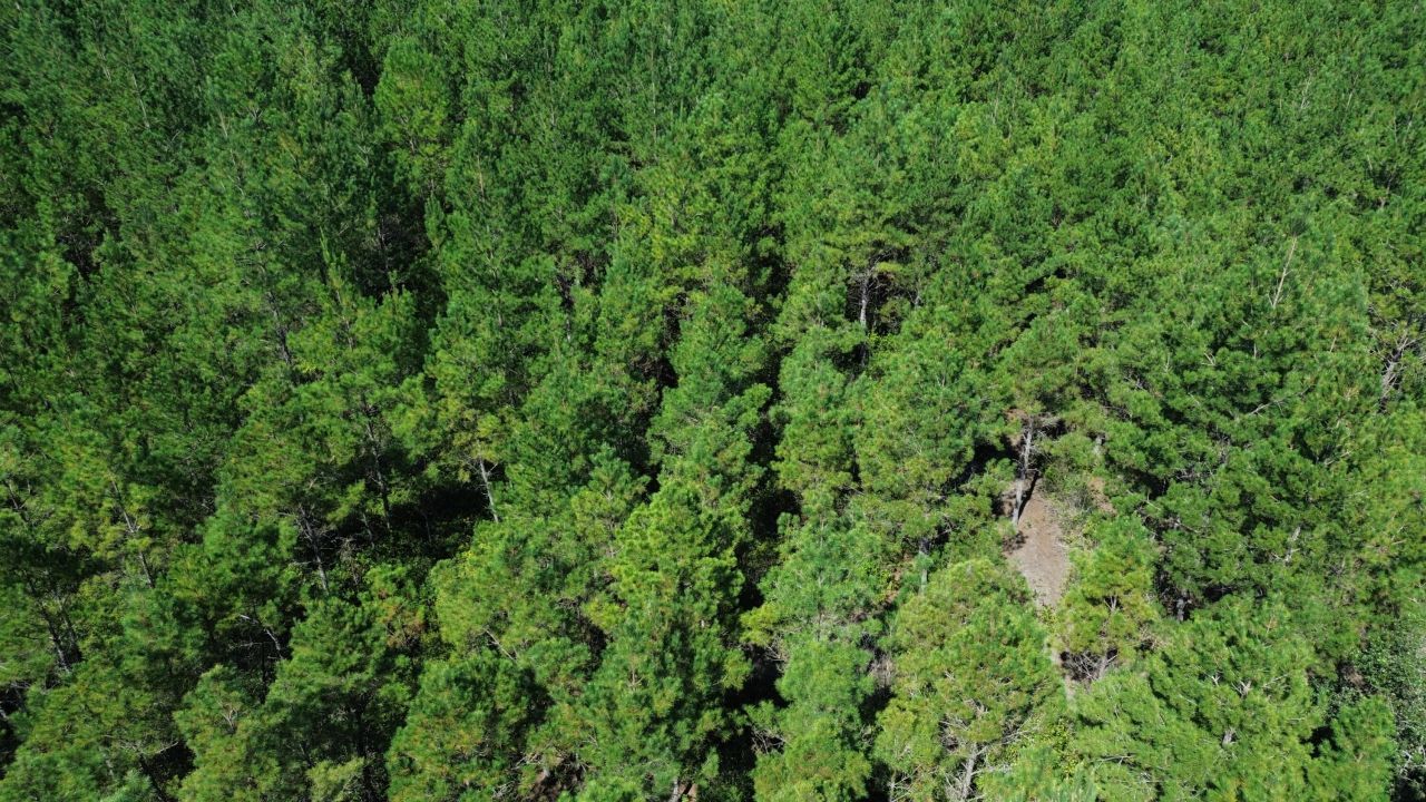 10 Red Oak Road Photo 6